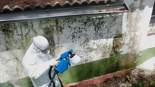 Top rated local Basement Mold Remediation specialists in Muskegon, MI